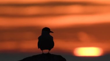 Alacakaranlıktaki taşın üzerindeki bir deniz fenerinin silueti. Kırmızı günbatımı gökyüzü arka planı. The Common Tern. Bilimsel adı Sterna Hirundo. Ladoga Gölü. - Rusya. Yavaş çekim.