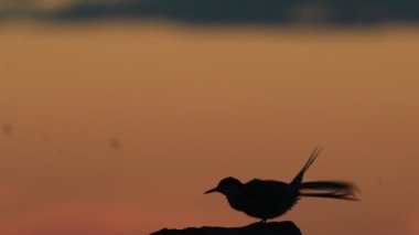 Deniz feneri tüylerini temizliyor. Alacakaranlıktaki taşın üzerindeki bir deniz fenerinin silueti. Kırmızı günbatımı gökyüzü arka planı. The Common Tern. Bilimsel adı Sterna Hirundo. Ladoga Gölü. - Rusya. Yavaş çekim.