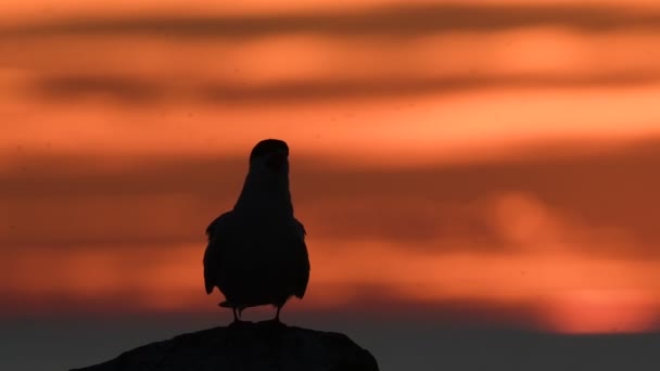 Silhouette Tern Stone Twilight Red Sunset Sky Background Common Tern — Stock Video