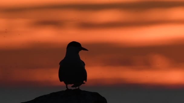 Silhuetten Tärna Stenen Skymning Röd Solnedgång Himmel Bakgrund Det Gemensamma — Stockvideo