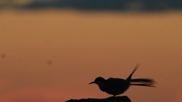 灯笼在清洗它的羽毛 黄昏时分 石上一盏灯的轮廓 红色日落天空背景 共同的土地 Sterna Hirundo 拉多加湖俄罗斯 慢动作 — 图库视频影像