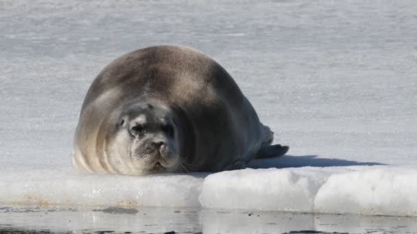 小海豹躺在浮冰上 靠近点前面的景色带胡子的印章 也叫正方形Flipper印章 Erignathus Barbatus 自然栖息地俄罗斯 — 图库视频影像