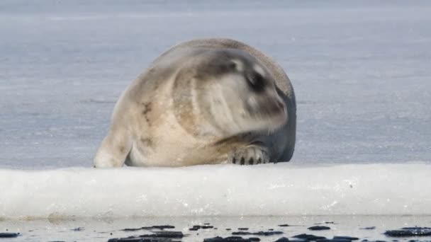 Jonge Zeehond Rustend Een Ijsschots Sluit Maar Vooraanzicht Het Bebaarde — Stockvideo