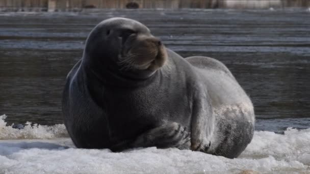 Volwassen Zeehond Rustend Een Ijsschots Close Portret Vooraanzicht Het Bebaarde — Stockvideo