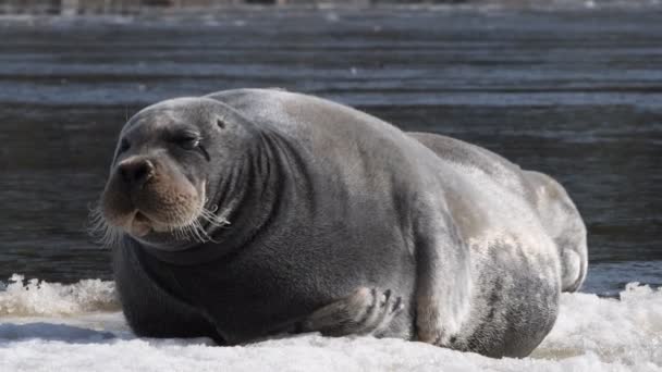 Ausgewachsene Robben Ruhen Auf Einer Eisscholle Nahaufnahme Porträt Frontansicht Die — Stockvideo