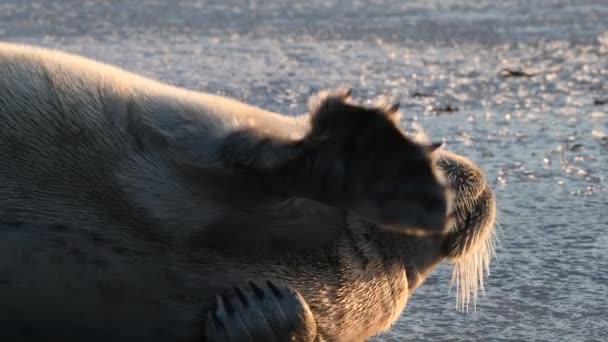 Die Robbe Sonnt Sich Und Dehnt Sich Ruht Auf Einer — Stockvideo