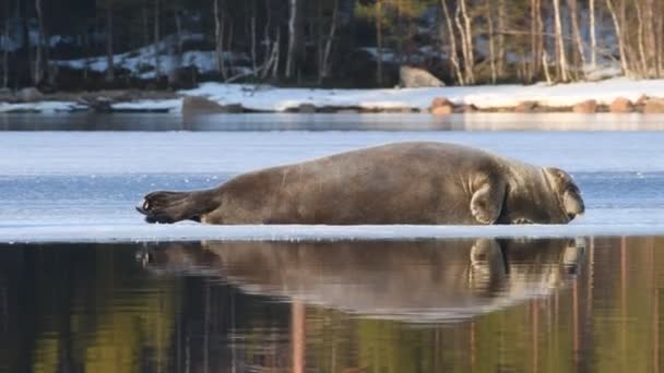 Дорослі Тюлені Лежать Крижаній Плиті Вигляд Збоку Заткнись Сонячне Світло — стокове відео