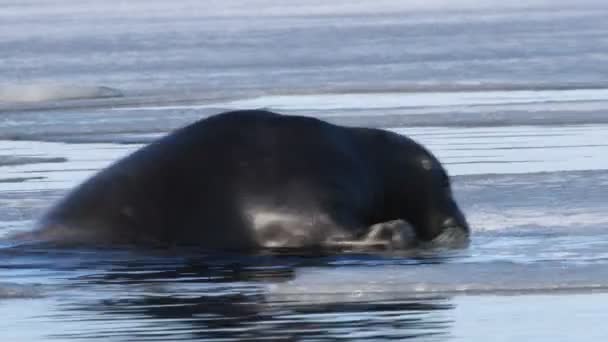 Sigillo Rompe Ghiaccio Cercando Uscire Dall Acqua Una Foca Cerca — Video Stock