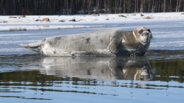 Volwassen Zeehond Rustend Een Ijsschots Zijaanzicht Close Portret Het Bebaarde — Stockvideo