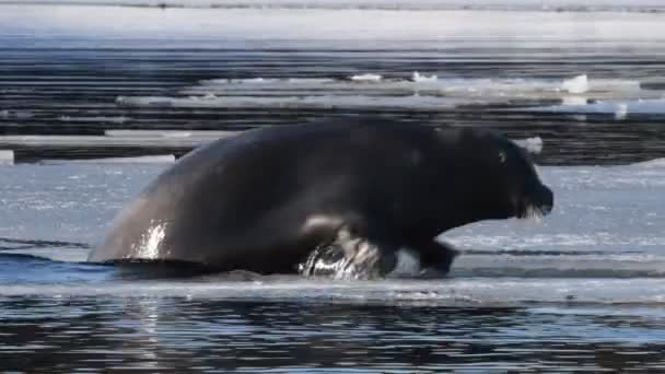 Zeehond Breekt Het Ijs Uit Het Water Komen Een Zeehond — Stockvideo