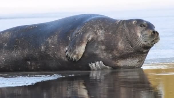 Foca Adulta Descansando Sobre Témpano Hielo Vista Lateral Retrato Cerca — Vídeo de stock