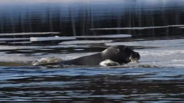 Zeehond Breekt Het Ijs Uit Het Water Komen Een Zeehond — Stockvideo