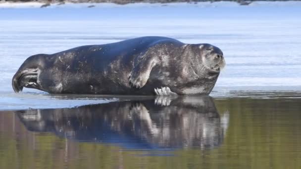 Volwassen Zeehond Rustend Een Ijsschots Zijaanzicht Close Portret Het Bebaarde — Stockvideo