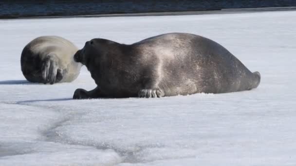 Tuleni Odpočívají Ledové Kře Vousatý Tuleň Také Nazývaný Čtvercový Ploutev — Stock video