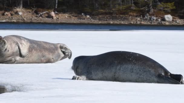 氷の上に眠っているアザラシ 髭のシールは 正方形のフリッパーシールとも呼ばれます Erignathus Barbatus 自然生息地 白海ロシア — ストック動画