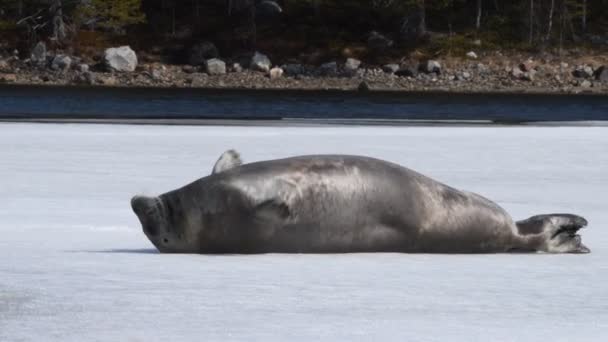 Tuleni Odpočívají Kutálí Převalují Ledové Kře Vousatý Tuleň Také Nazývaný — Stock video