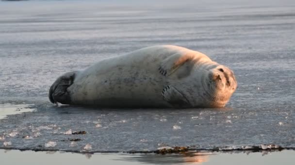 Giovane Foca Appoggiata Lastrone Ghiaccio Alla Luce Del Tramonto Sigillo — Video Stock