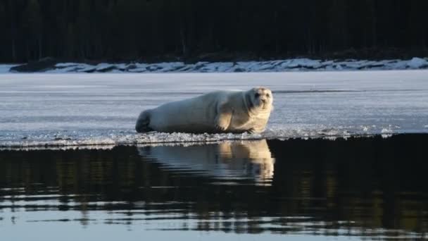 Zeehond Rustend Een Ijsschots Bij Zonsondergang Licht Het Bebaarde Zegel — Stockvideo