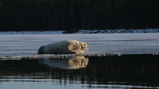 Tuleni Odpočívají Ledové Kře Zapadajícím Slunci Vousatý Tuleň Také Nazývaný — Stock video