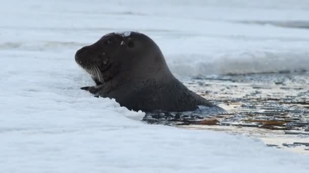 Een Zeehond Klimt Een Ijsschots Die Uit Het Water Komt — Stockvideo