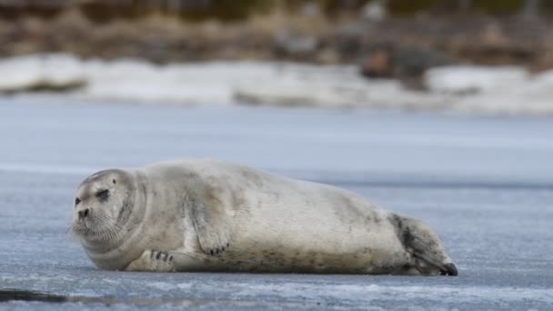 Tuleň Odpočívající Ledové Kře Vousatý Tuleň Také Nazývaný Čtvercový Ploutev — Stock video