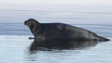 Buz kütlesi üzerinde dinlenen bir fok. Sakallı fok, ayrıca kare yüzgeçli fok olarak da bilinir. Bilimsel adı Erignathus Barbatus. Doğal yaşam alanı. Beyaz deniz, Rusya