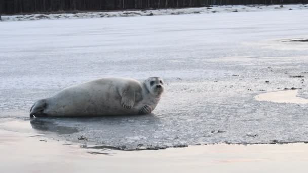 Tuleň Odpočívající Ledové Kře Vousatý Tuleň Také Nazývaný Čtvercový Ploutev — Stock video