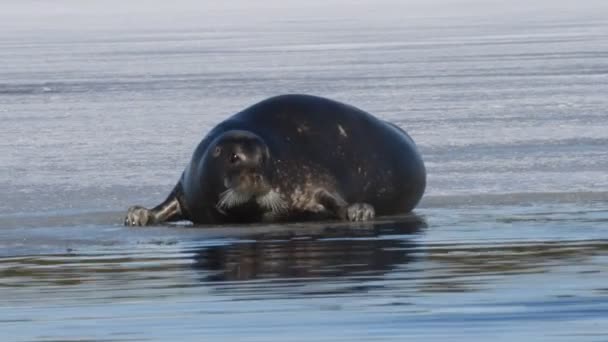 Zeehond Rustend Een Ijsschots Het Bebaarde Zegel Ook Wel Vierkante — Stockvideo