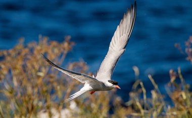 Uçmakta olan bir deniz feneri. Deniz Dalgaları Arkaplanı. Yetişkin deniz feneri uçuyor. Bilimsel adı Sterna Hirundo. Ladoga Gölü. Rusya .