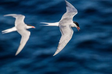 Uçmakta olan bir deniz feneri. Arka planda mavi deniz dalgaları. Üst Manzara. Yetişkin deniz feneri uçuyor. Bilimsel adı Sterna Hirundo. Doğal yaşam alanı, yaz mevsimi. Ladoga Gölü. Rusya .