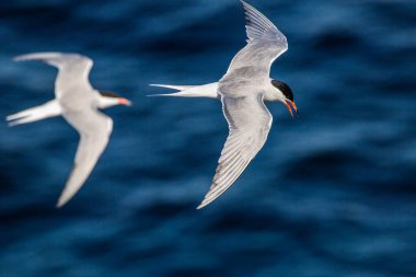 A tern in flight.  Blue sea waves in the background. Top view. Adult common tern in flight. Scientific name: Sterna hirundo. Natural habitat, summer season. Ladoga Lake. Russia . clipart