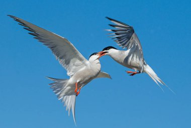 Uçuşta ortak Terns etkileşimi. Gökyüzü arka planında günbatımında uçan yetişkin kırlangıçlar. Bilimsel adı: Sterna hirundo.