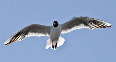 Siyah başlı martı (Larus ridibundus) mavi gökyüzü arka planında uçuyor. Öne. Arka ışıklandırma.