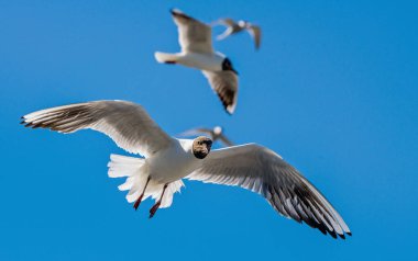 Siyah başlı martı (Larus ridibundus) mavi gökyüzü arka planında uçuyor. Öne. Arka ışıklandırma.