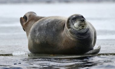 Yetişkin fok buz kütlesi üzerinde dinleniyor. Portre yakın, ön manzara. Sakallı fok, ayrıca kare yüzgeçli fok olarak da bilinir. Bilimsel adı Erignathus Barbatus. Doğal yaşam alanı. Beyaz deniz, Rusya