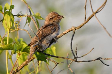 Kuş gagasında karınca ve karınca larvaları tutar. Avrasya boğaz veya kuzey boğaz (Jynx torquilla).
