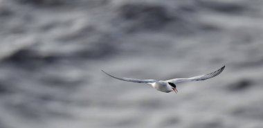 Uçmakta olan bir deniz feneri. Deniz Dalgaları Arkaplanı. Yetişkin deniz feneri uçuyor. Bilimsel adı Sterna Hirundo. Ladoga Gölü. Rusya .
