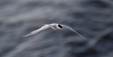 A tern in flight. Sea Waves Background. Adult common tern in flight. Scientific name: Sterna hirundo. Ladoga Lake. Russia . clipart