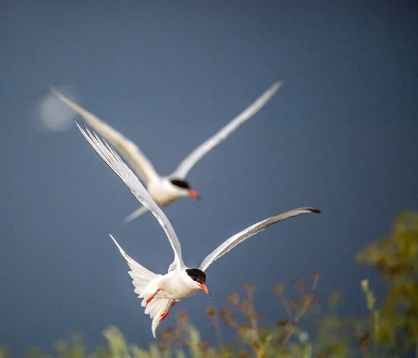 Common Terns Flight Sky Background Front View Scientific Name Sterna — Stock Photo, Image