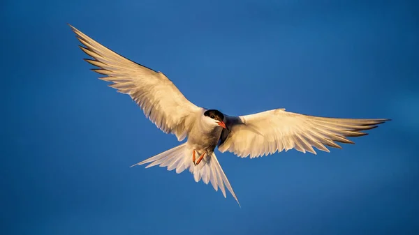 有展开的翅膀在飞行中的地球 前面的景色蓝天背景成年普通燕鸥在飞行中 Sterna Hirundo 自然栖息地 拉多加湖 — 图库照片