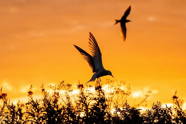 Σιλουέτα Ιπτάμενων Κοινών Τεράτων Πετώντας Κοινό Tern Στο Κόκκινο Ηλιοβασίλεμα — Φωτογραφία Αρχείου