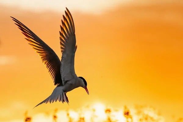 Silhuett Flygande Gemensamma Tern Flygande Gemensamma Tern Den Röda Solnedgången — Stockfoto