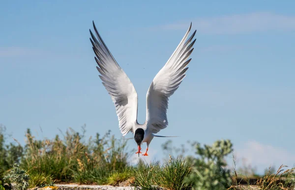 翼を広げ 翼を広げなさい 正面図 青空の背景 飛行中の大人の一般的なターン ステナ ヒルンド 自然生息地 夏のシーズン ラドーガ湖 — ストック写真