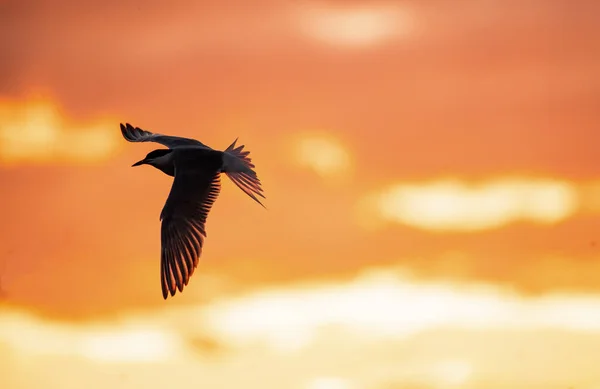 Silueta Charrán Común Volador Flying Common Tern Red Sunset Sky — Foto de Stock