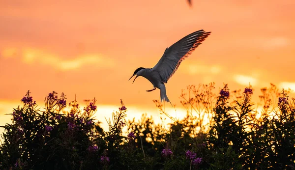 Silueta Charrán Común Volador Flying Common Tern Red Sunset Sky — Foto de Stock