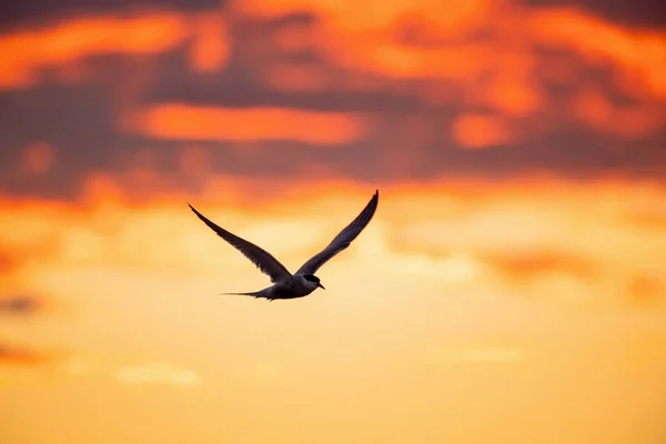 Silueta Charrán Común Volador Flying Common Tern Red Sunset Sky — Foto de Stock