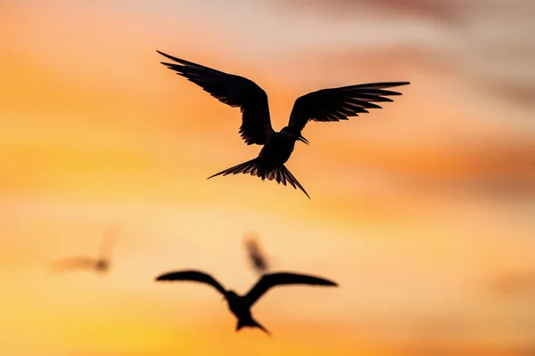 Silhueta Tern Comum Voador Voando Tern Comum Fundo Céu Pôr — Fotografia de Stock