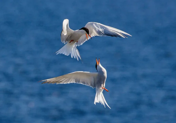 Common Terns Interacting Flight Adult Common Terns Flight Sunset Light — Stock Photo, Image