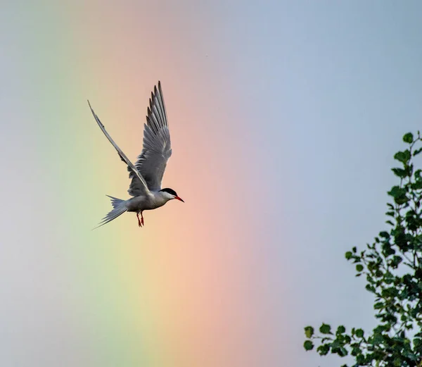 飞行中的Tern 成年常见的燕鸥在蓝天和彩虹背景下飞行 Sterna Hirundo 自然栖息地 拉多加湖俄罗斯 — 图库照片