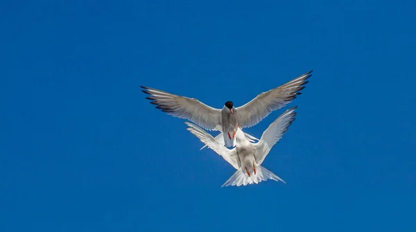 普通的燕鸥在飞行中相互作用 成虫在落日的光线下在天空背景下飞行 科学名称 Sterna Hirundo — 图库照片